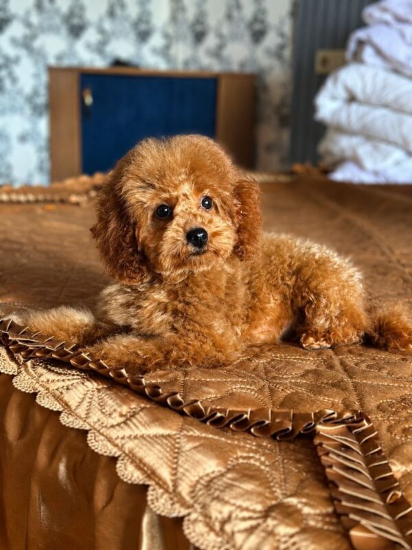 Sandra Toy Poodle Sandra Toy Poodle