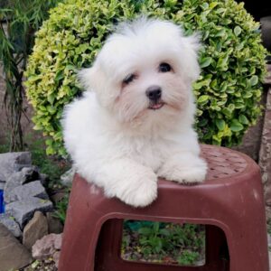 Seraphina Maltese Seraphina Maltese