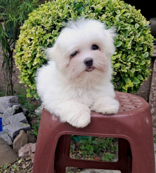 Seraphina Maltese Seraphina Maltese