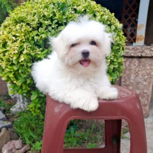 Seraphina Maltese Seraphina Maltese