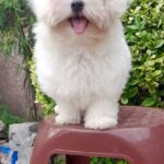 Seraphina-female-Maltese-puppy-for-sale-3