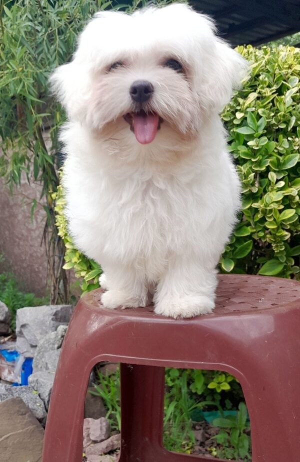Seraphina Maltese Seraphina Maltese