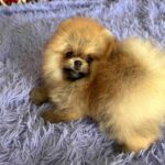 Seraphina-female-Pomeranian-puppy-for-sale-1