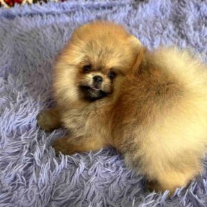 Seraphina Pomeranian Seraphina Pomeranian