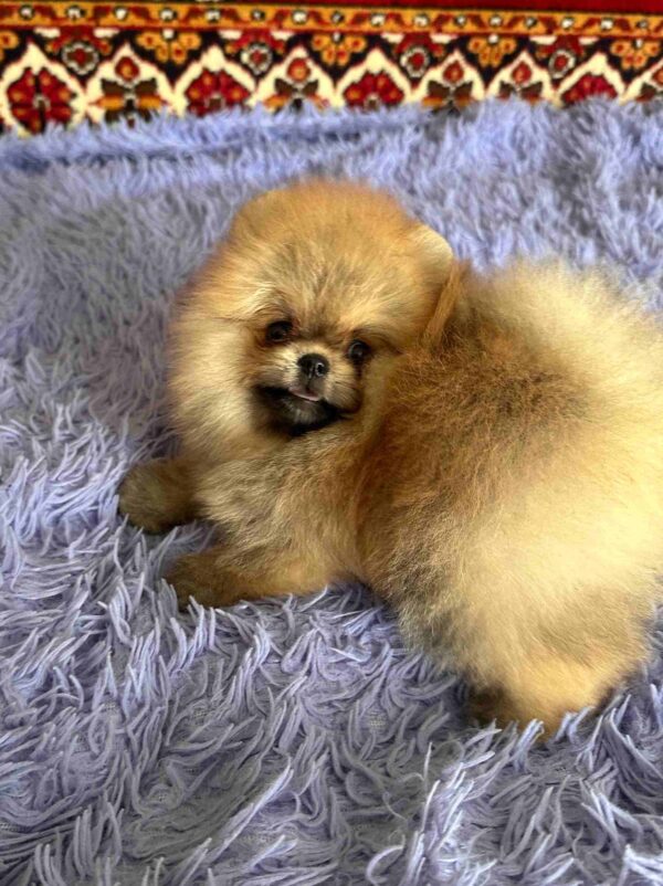 Seraphina Pomeranian Seraphina Pomeranian