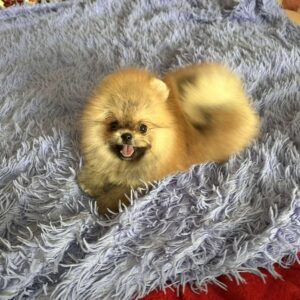 Seraphina Pomeranian Seraphina Pomeranian