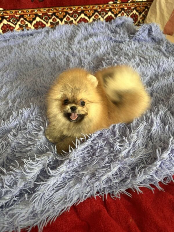 Seraphina Pomeranian Seraphina Pomeranian