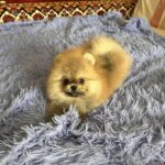 Seraphina-female-Pomeranian-puppy-for-sale-3
