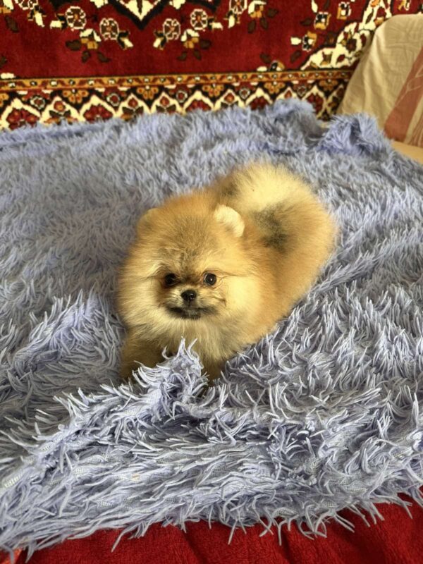 Seraphina Pomeranian Seraphina Pomeranian
