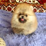 Seraphina-female-Pomeranian-puppy-for-sale-4