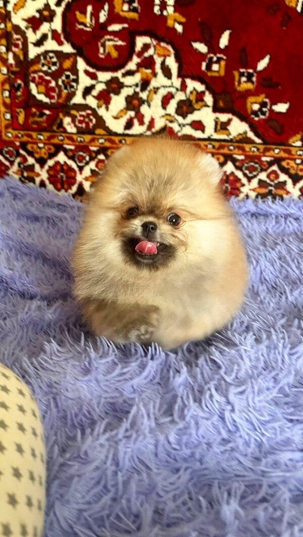Seraphina Pomeranian Seraphina Pomeranian