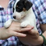 Shea-female-JRT-puppy-for-sale-1