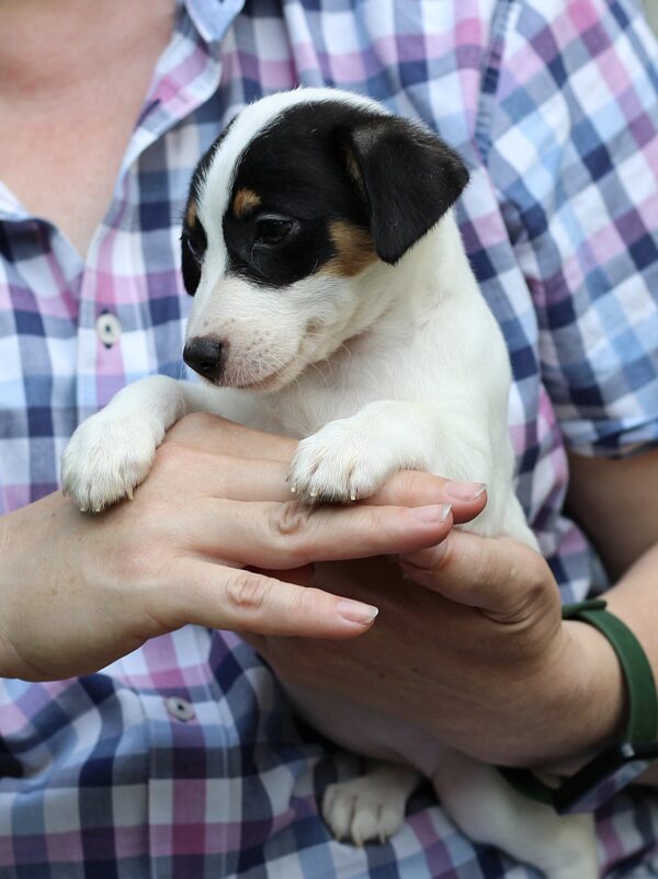 Shea Jack Russell Terrier Shea Jack Russell Terrier