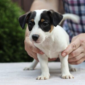 Shea Jack Russell Terrier Shea Jack Russell Terrier