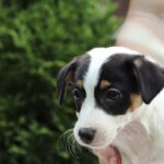 Shea-female-JRT-puppy-for-sale-3