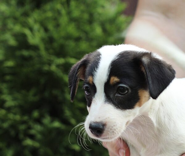 Shea Jack Russell Terrier Shea Jack Russell Terrier