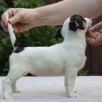 Shea-female-JRT-puppy-for-sale-4