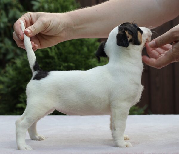 Shea Jack Russell Terrier Shea Jack Russell Terrier