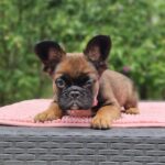 Sia-female-fluffy-french-bulldog-puppy-for-sale- (1)