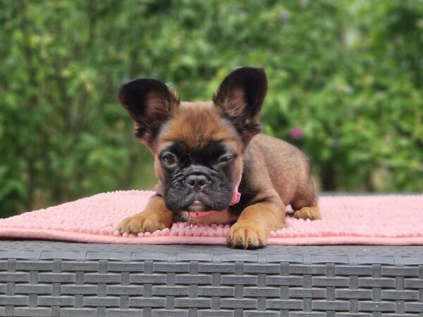 Sia Fluffy French Bulldog Sia Fluffy French Bulldog