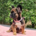 Sia-female-fluffy-french-bulldog-puppy-for-sale- (2)