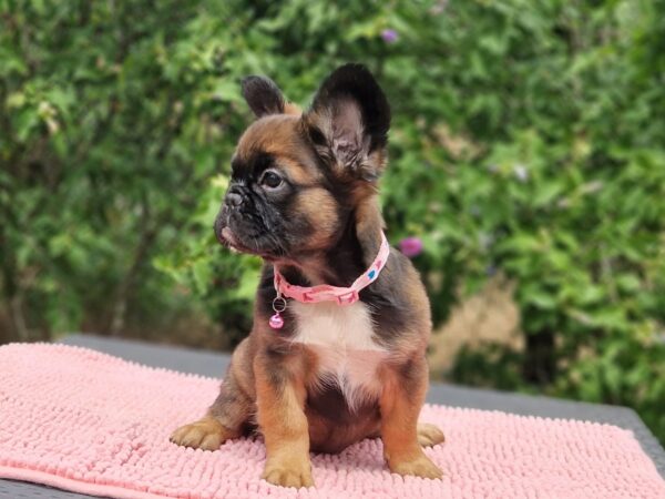 Sia Fluffy French Bulldog Sia Fluffy French Bulldog