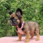 Sia-female-fluffy-french-bulldog-puppy-for-sale- (3)