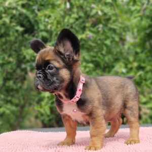 Sia Fluffy French Bulldog Sia Fluffy French Bulldog