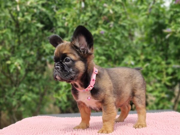 Sia Fluffy French Bulldog Sia Fluffy French Bulldog