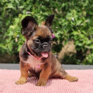 Sia Fluffy French Bulldog Sia Fluffy French Bulldog