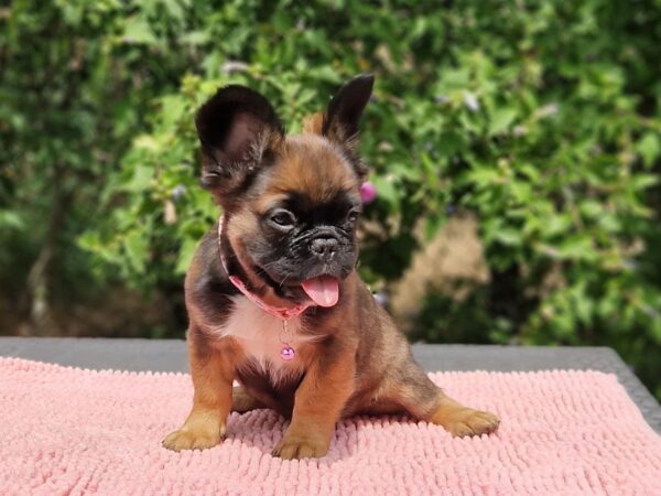 Sia Fluffy French Bulldog Sia Fluffy French Bulldog