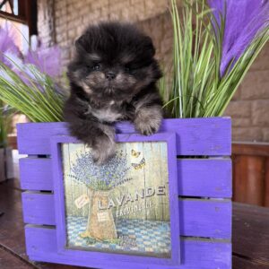Sianna Pomeranian Sianna Pomeranian