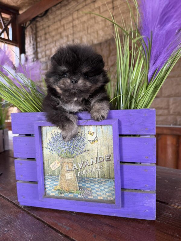 Sianna Pomeranian Sianna Pomeranian
