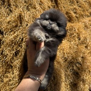 Sianna Pomeranian Sianna Pomeranian
