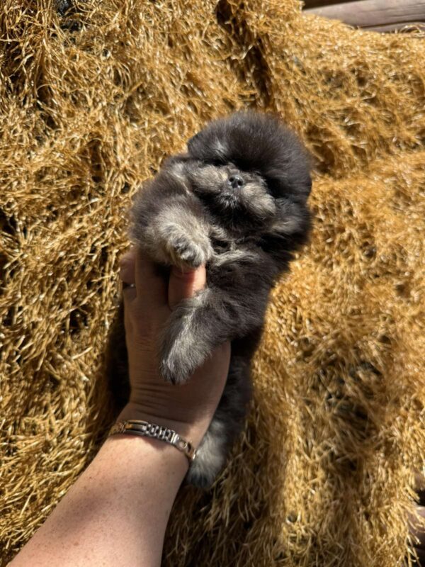 Sianna Pomeranian Sianna Pomeranian