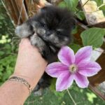 Sianna-female-Pomeranian-puppy-for-sale-3