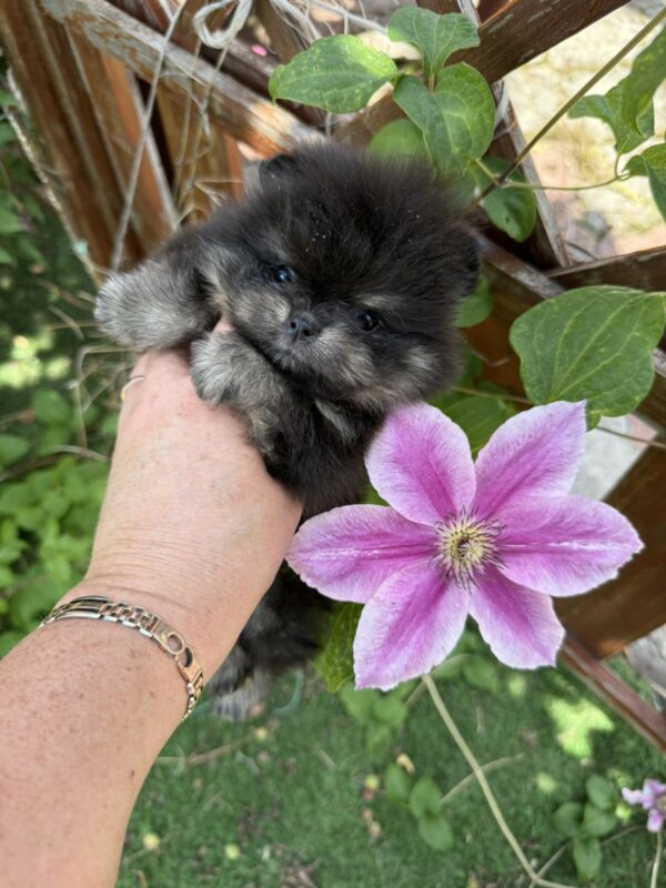 Sianna Pomeranian Sianna Pomeranian