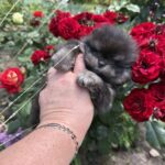 Sianna-female-Pomeranian-puppy-for-sale-4