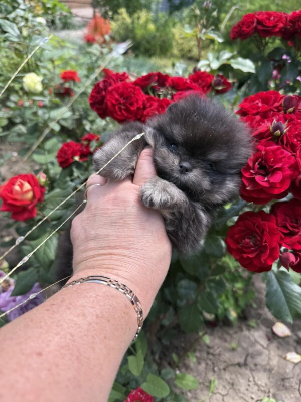 Sianna Pomeranian Sianna Pomeranian