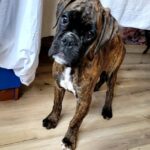 Sigrid-female-Boxer-puppy-for-sale-1