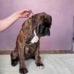 Sigrid-female-Boxer-puppy-for-sale-2