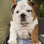 Sunny-male-English-bulldog-puppy-for-sale-1