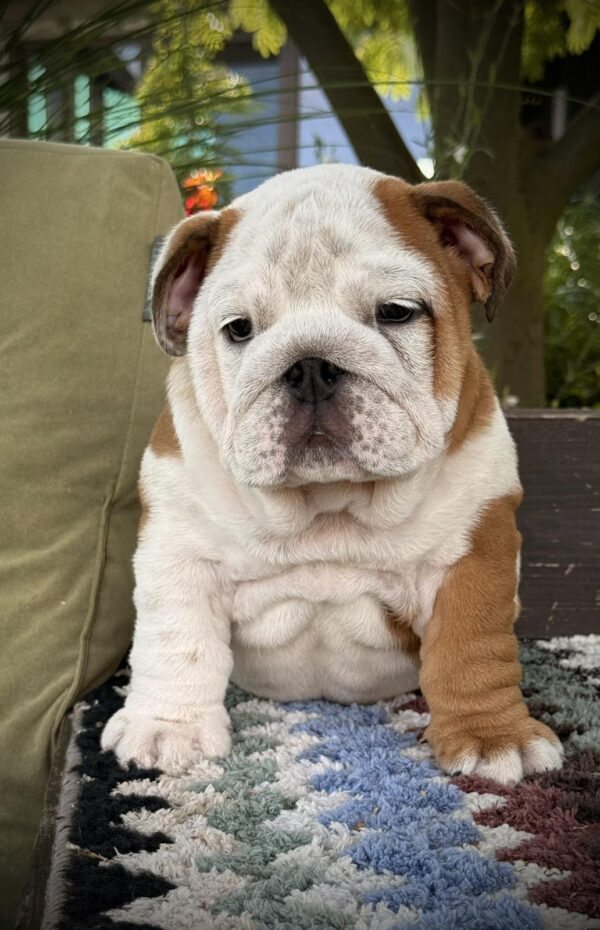 Sunny English Bulldog Sunny English Bulldog