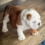 Sunny-male-English-bulldog-puppy-for-sale-2