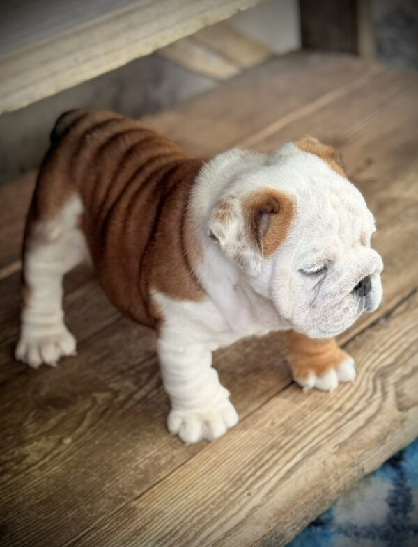 Sunny English Bulldog Sunny English Bulldog