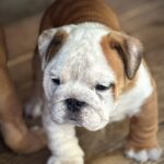 Sunny-male-English-bulldog-puppy-for-sale-3