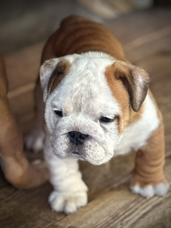 Sunny English Bulldog Sunny English Bulldog