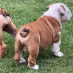Sunny-male-English-bulldog-puppy-for-sale-4