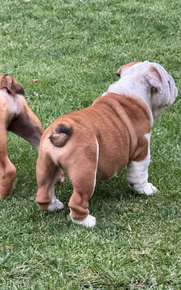 Sunny English Bulldog Sunny English Bulldog