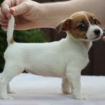 Surea-female-JRT-puppy-for-sale-1